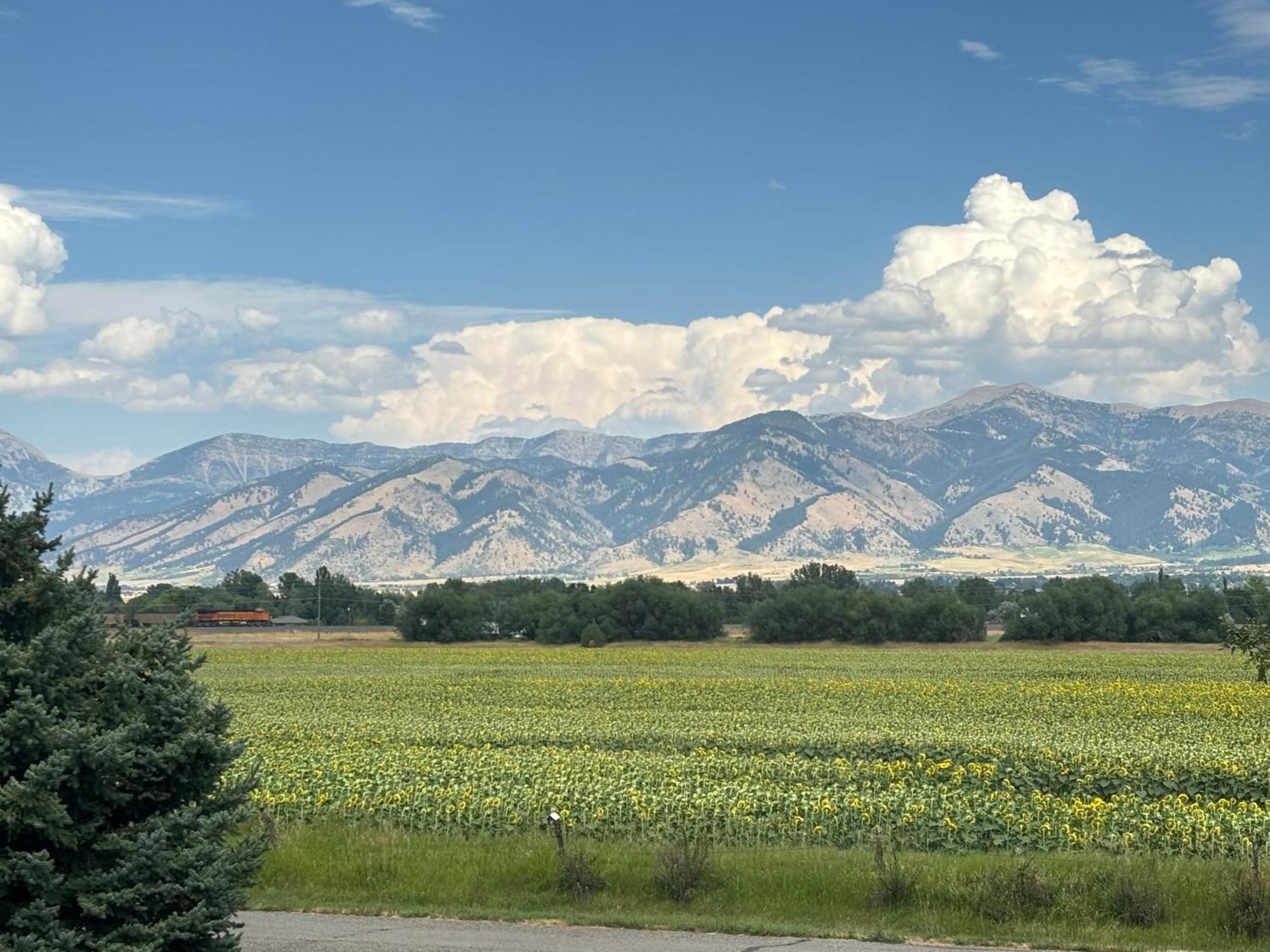 Fox Hollow Bozeman